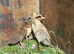 4 week old ducks.