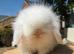 Teddywidder bunnies ready to go now