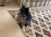Black and silver merl Pomeranian
