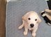 Beautiful Golden Retriever Puppy
