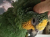 Amazon orange winged