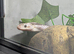 Black Rat Snake Female