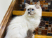 Pure pedigree registered Ragdoll kittens