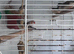 Zebra finches