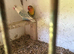 Lovebirds breeding pair