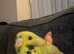 Two Bonded Budgies - Green & Blue - Large Cage & Accessories Included