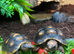 Baby red foot tortoises 2 available