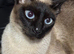 Siamese seal point