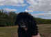 6 adorable pups ready for thier new homes