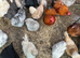 Bantam Chicken Fertile Hatching eggs