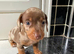 KC Registered Miniature Dachshund