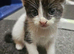Kittens for sale