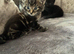 Beautiful kittens