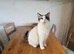 pure ragdoll female bi colour