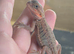 Baby bearded dragons