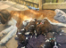 KC Registered St Bernard Puppies &ndash; Health Tested Parents