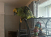 Amazon parrot