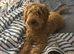 Goldendoodle