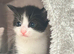 GORGEOUS BLACK & WHITE KITTENS FOR SALE