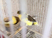 57+ Canary Birds, Goldfinches & Complete Breeding Setup for Sale – £2,000