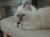 Female ragdoll kitten
