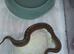 Baby pinstripe baby kingpin