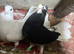 Beautiful fantail pigeons