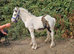 4 month old cob colt