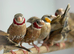Starvfinch