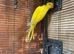 Ringneck female