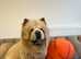 Cream rough coat chow chow for stud