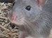 Baby rats dumbos and fancy