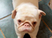 Pink pug
