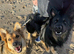8 German shepherd puppies for sale