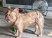 Long hair french bulldog