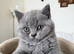 Three blue Britishshorthair kittens girls for sale