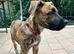 Mixed Breed Male for Rehoming