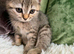Kittens ready for new home