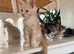 Pure-breed Red kitten boy, Delivery available!