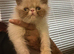 1 male persian