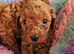 Licensed breeder, red tiny toy cavapoo litter