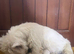 West Highland terrier puppies for sale!