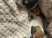 Gorgeous Jack Russell Puppies