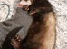 Male ferret for sale looking for a loving home