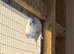 3 Budgies