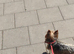 Beautiful Yorkshire terrier girl.