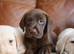 Beautiful Health Tested Labrador Puppies