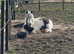 Gypsy cob for sale