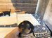 patterdale terriers