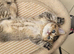 Adorable Chinchilla Scottish Fold kittens